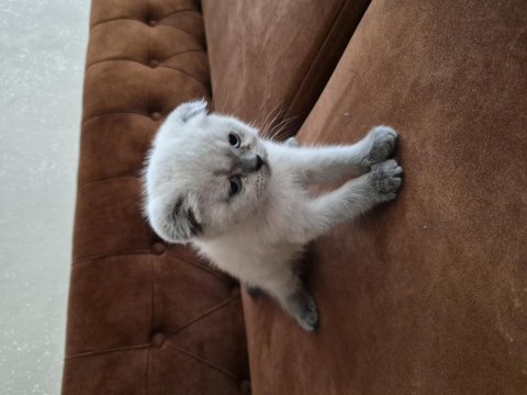 Scottish fold kedisi