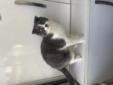 Scottish fold dişi