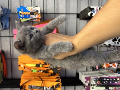 British shorthair grey