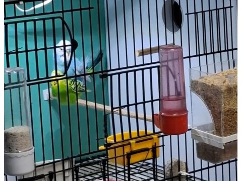Renk güzeli muhabbet kuşu takımlar