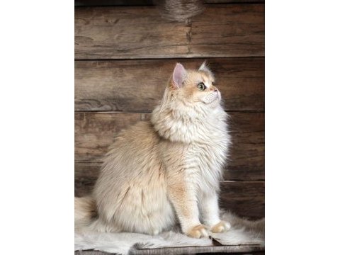 British longhair golden ny12