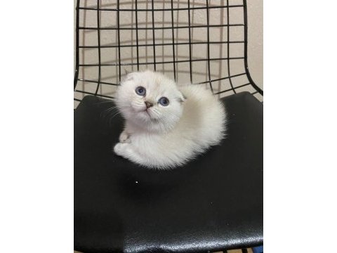 Safkan scottish fold bebeklerimiz 