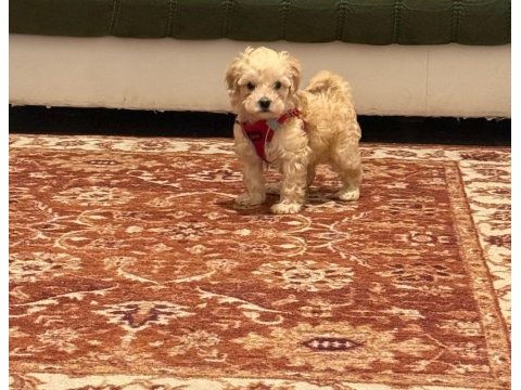 Samsun atakum maltipoo yavru