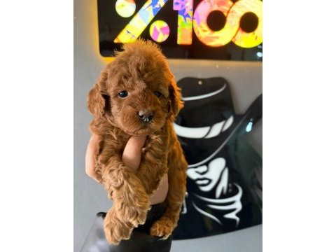 A plus sevimli toy poodle yavrularımız
