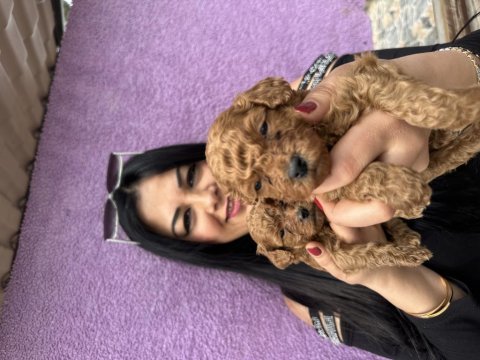 Red brown toy poodle yavrularım