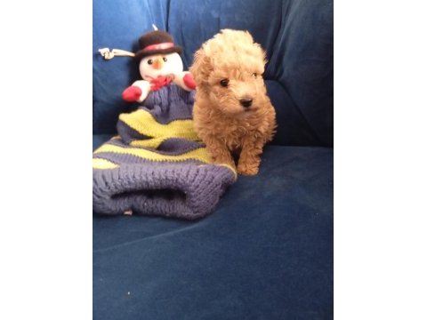 Poodle uygun bütçeli olanlar kaçırmasın