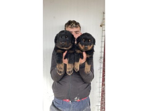 Üst kalite rottweiler yavruları