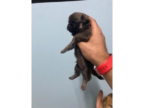 Elma kafa chihuahua ırk garantili