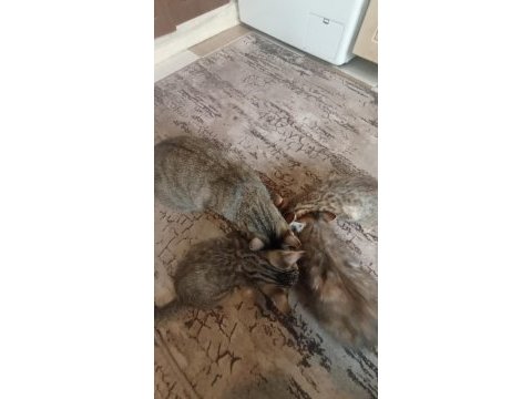 3 kardeş kediler
