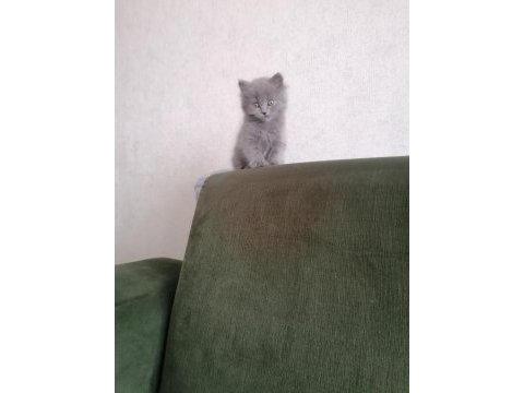 3 aylık 2 dişi 1 erkek scottish fold gri renk