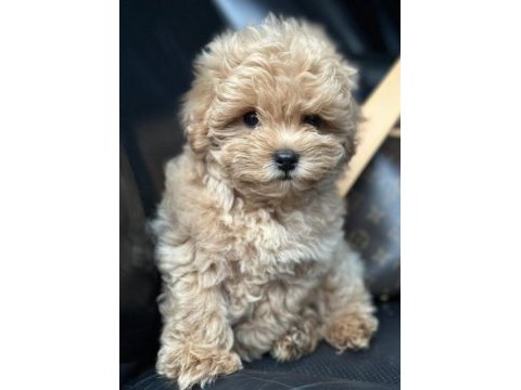 Maltipoo köpeği çok tatlı