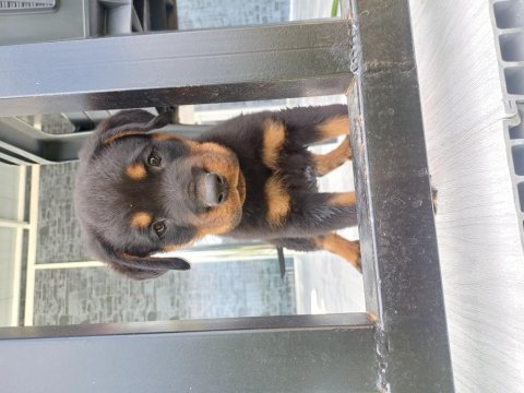 Safkan erkek yavru rottweiler