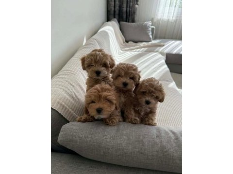 Kore maltipoo efsanesi
