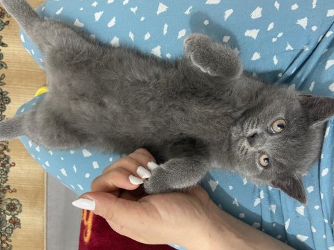 British shorthair yeni yuvasını arıyor