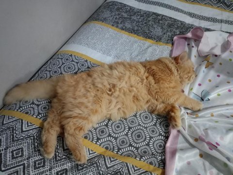 Persian red tabby iran kedisi