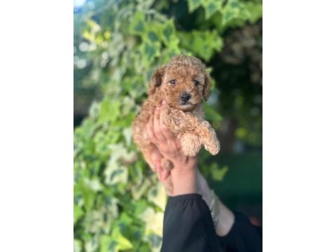 Maltipoo yavrular