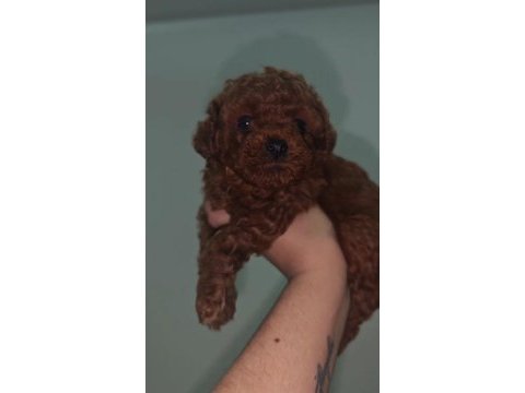 Dark core toy poodle yavru