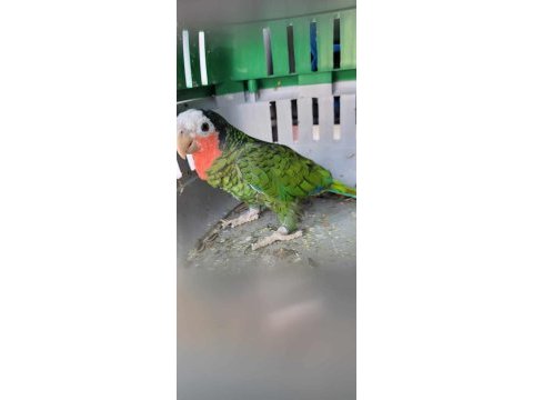 Ful evcil 14 aylık blue front kaliforniya amazon papağanı