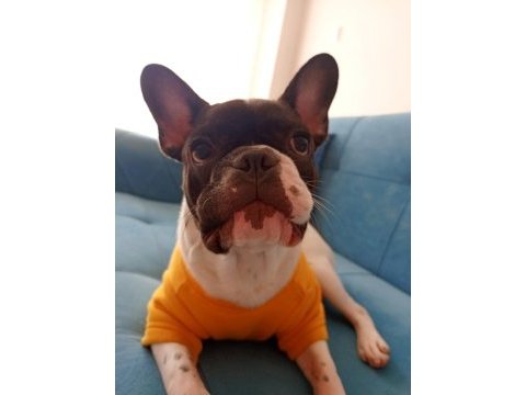 Sahiplendirilecek french bulldog