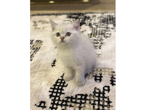 Brıtısh shorthair bebek yüz yavrularım 