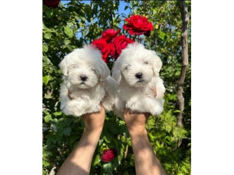 Maltese terrier