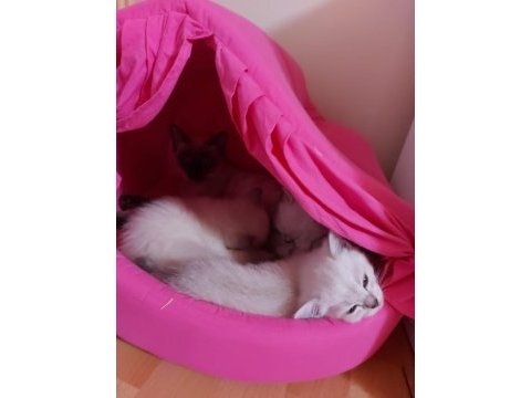 2 aylık yavru british shorthair siyam kırması