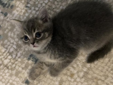 Yavrularımıza yuva arıyoruz british shorthair