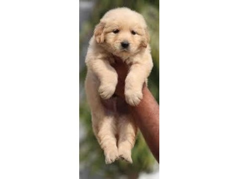 A kalite golden retriever yavrular