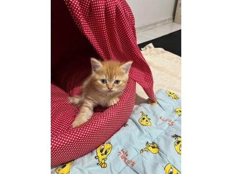 British shorthair sarı 3 aylık