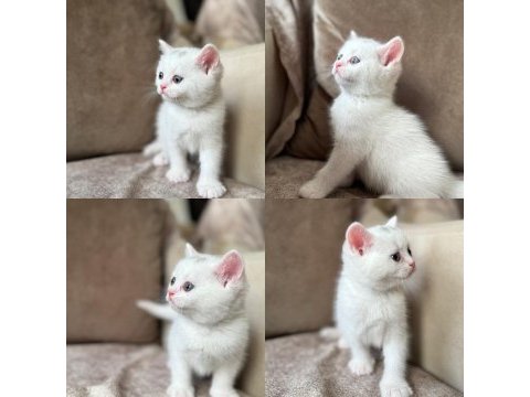 Beyaz erkek british shorthair
