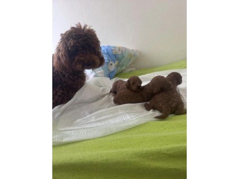 Kore toy poodle yavrular yeni yuvasını bekliyor