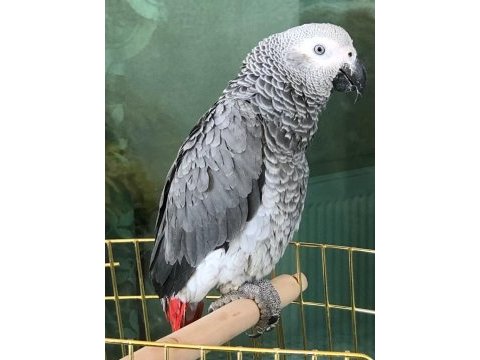 Evde yaklaşık 2 yıldır beslemekteyim jako papağanım