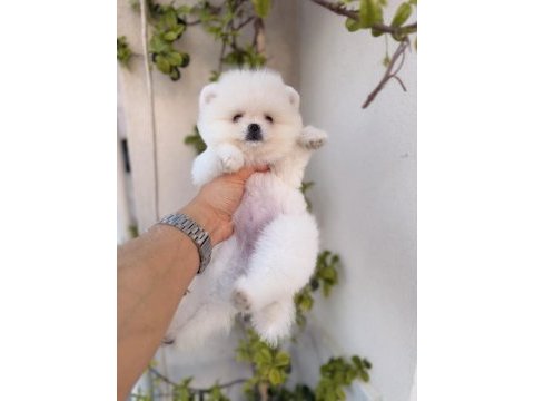 Teddy beyaz pomeranian boo