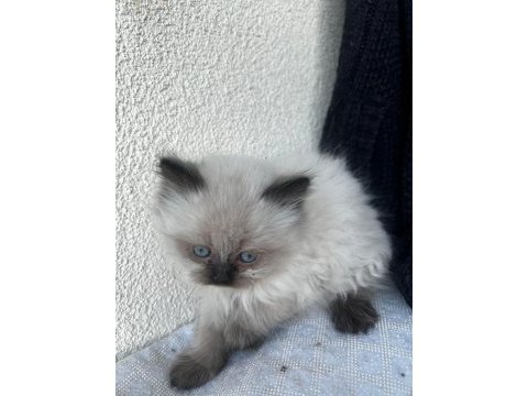 Bulu point dişi ve erkek kedilerimiz mevcuttur
