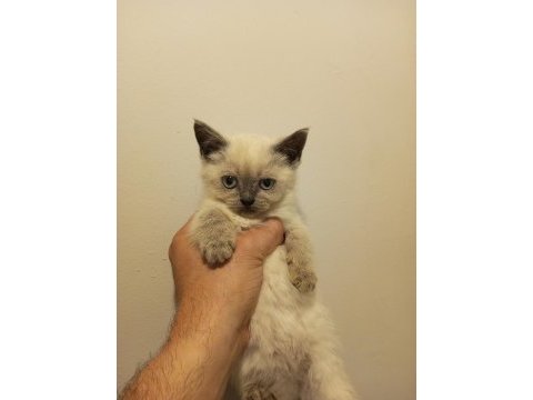 3 adet yavru british shorthair