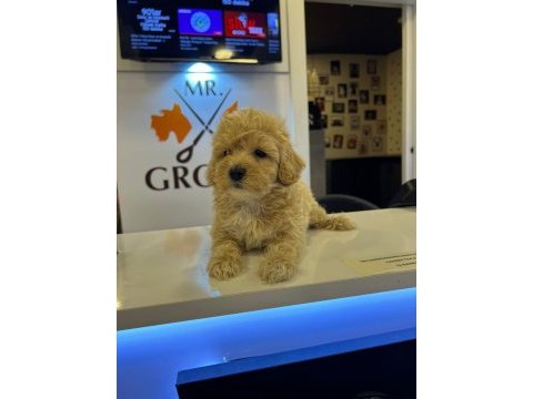 Irk ve sağlık garantili - ev doğumlu bebek maltipoo yavrular