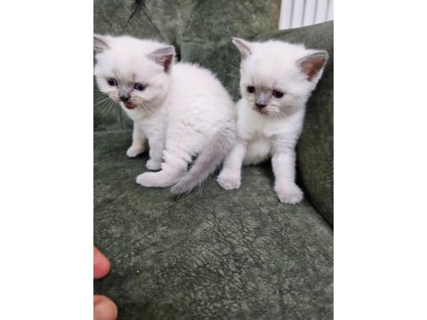 Yavru british longhair cins