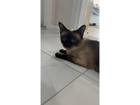 Maya isimli siyam kedisi kızımız