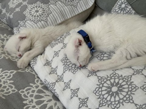55 günlük scottish fold yavrular yeni yuvalarını arıyorlar