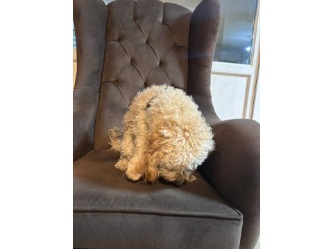 Oyuncu ilgi bağımlısı poodle