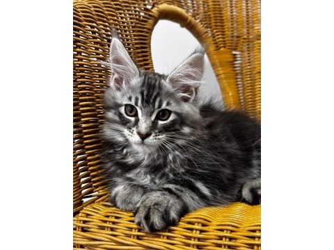 2 aylık şecereli dev maine coon yavrular