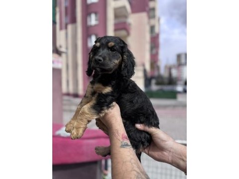 Özel olmak isteyenlere black tan cavalier king charles