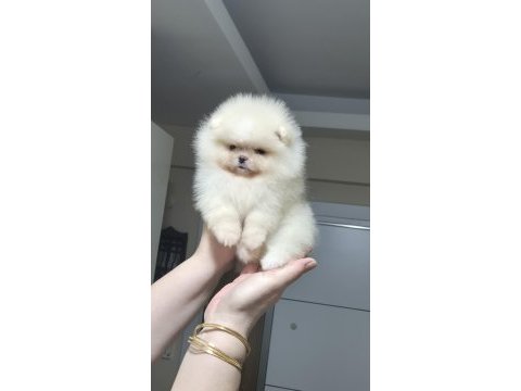Minik prenses pomeranian boo