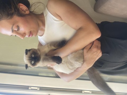 Mavi gözlü scottish fold