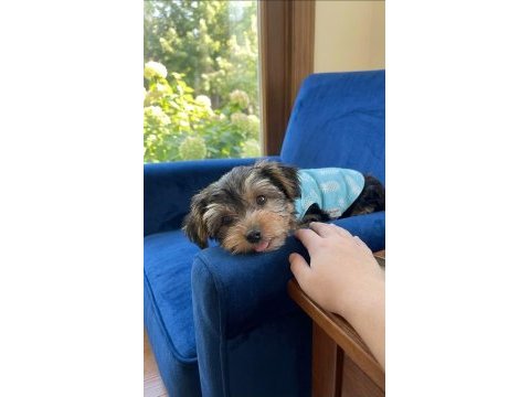 Tuvalet eğitimi tam köpeğimiz