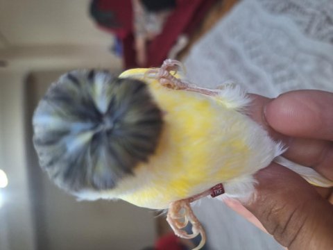 Gloster çift kanarya