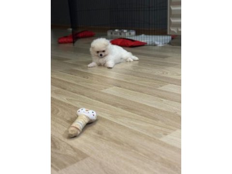 2,5 aylık dişi yavru pomeranian