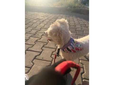 Ücretsiz sahiplendirme dişi köpeğimiz