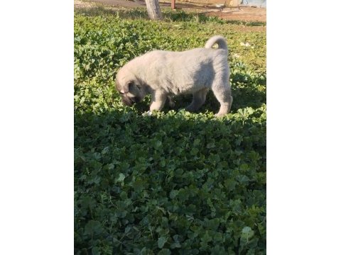Üst düzey orjinal dişi kangal yavrusu