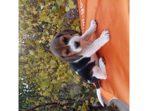 Elizabeth beagle cinsi yavrular